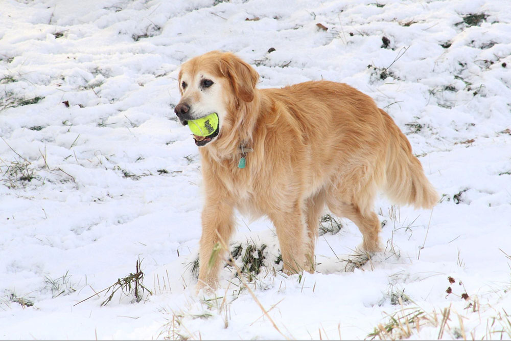 An older dog plays in the snow.