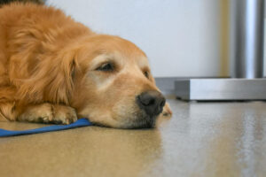 A dog is at the vets office to check for heart issues.