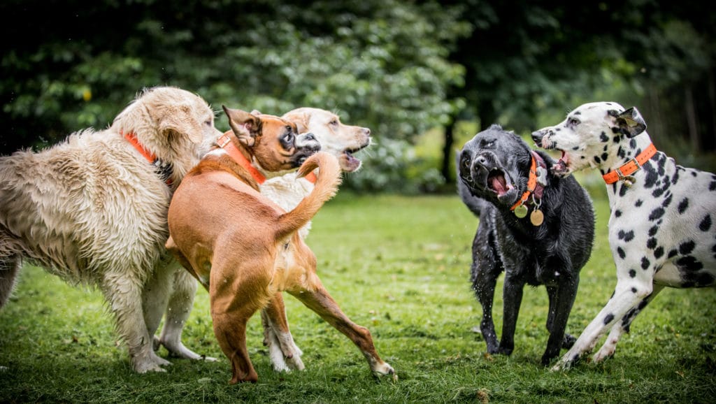 A group of dogs play in the back yard.