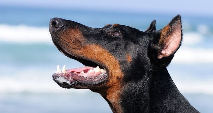 A dog listens while being trained.