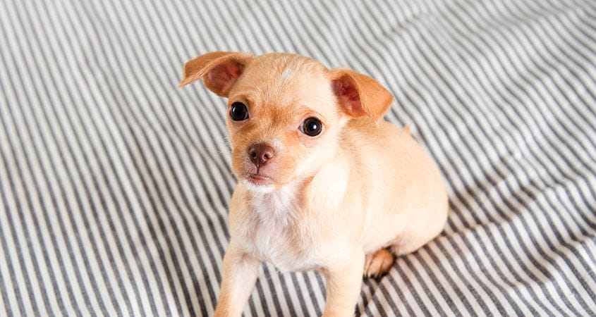 A puppy waits for her new parents to take her home.