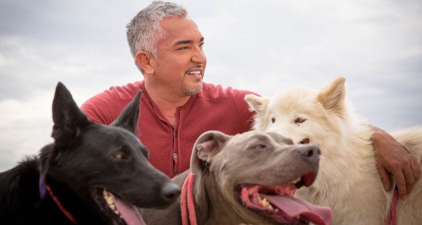 Cesar Millan interacts with a pack of dogs.