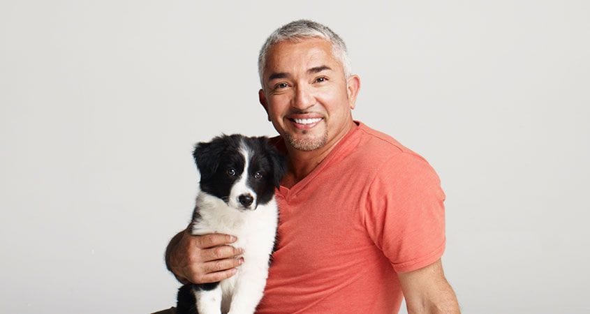 Cesar poses with one of the dogs he is training.