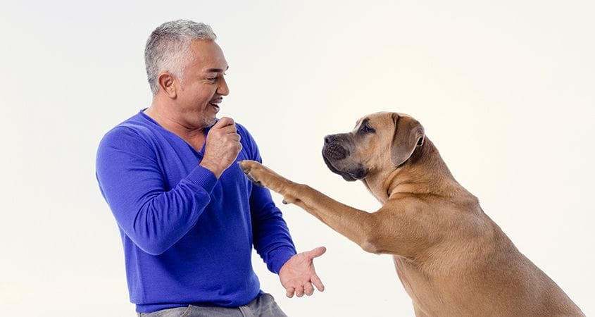 Cesar Millan trains a dog.