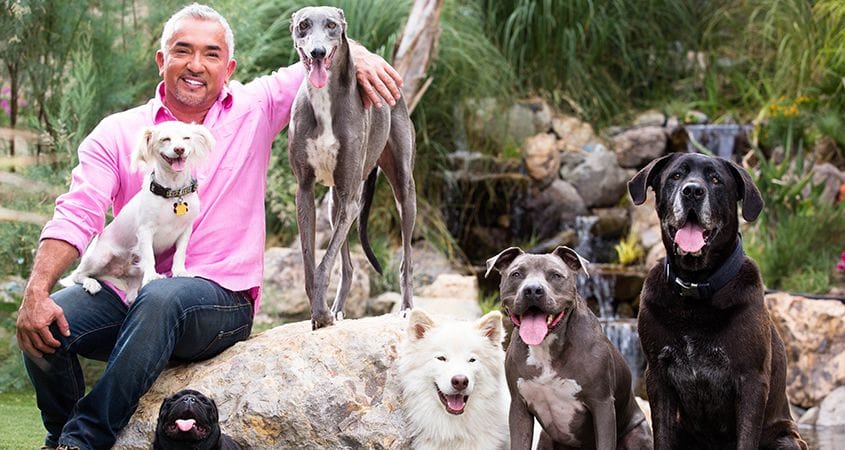 Cesar hangs with a pack of dogs.