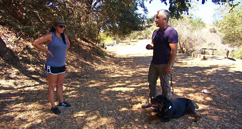 Cesar Millan trains a dog.