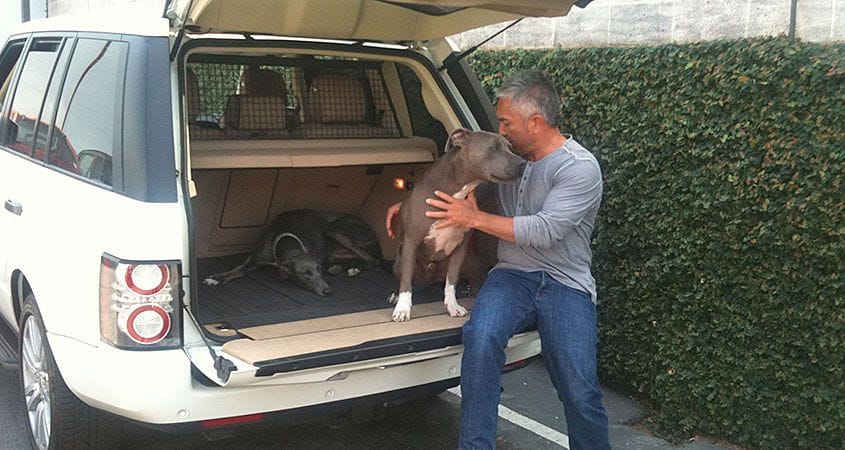 Cesar Millan helps a fearful dog out of the vehicle.