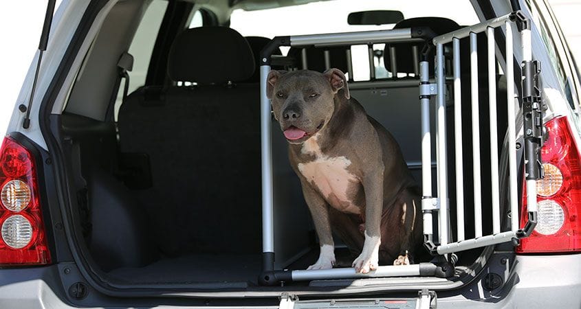 A dog sits in a crate in the back of his owner's car.