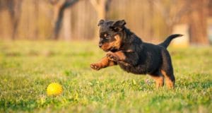 a puppy fetches a ball on a nice summer day