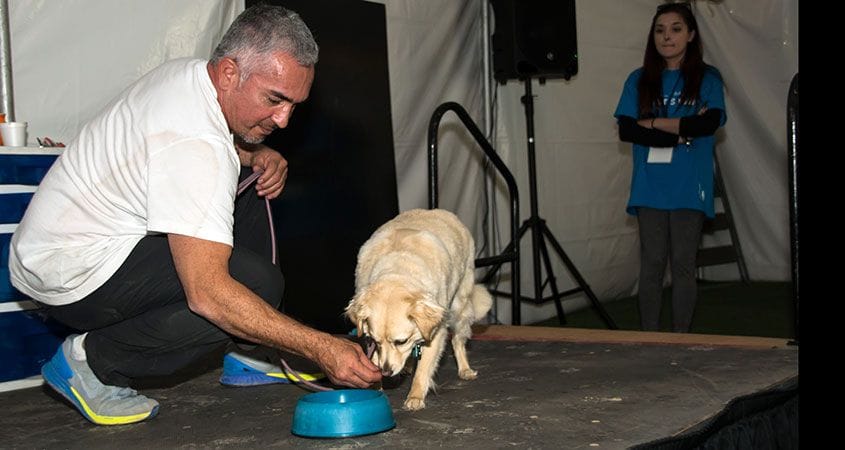 Cesar Millan helps a puppy get a drink.