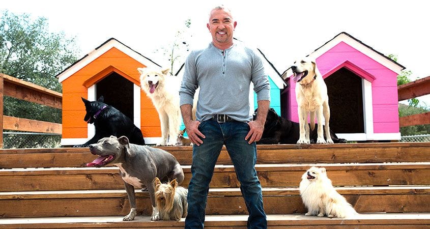 Cesar Millan with a pack of dogs.