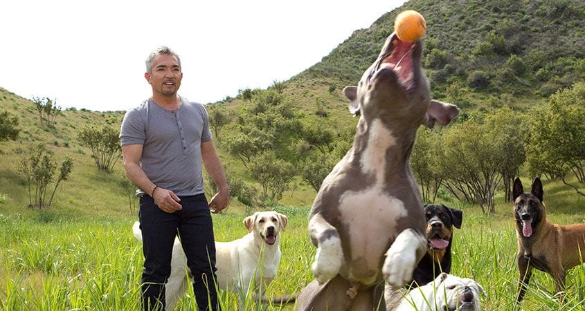 Cesar Millan plays with a pack of dogs.