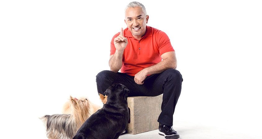 Cesar Millan works on training two dogs.