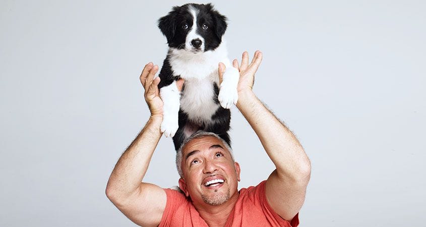 Cesar Millan plays with a dog.