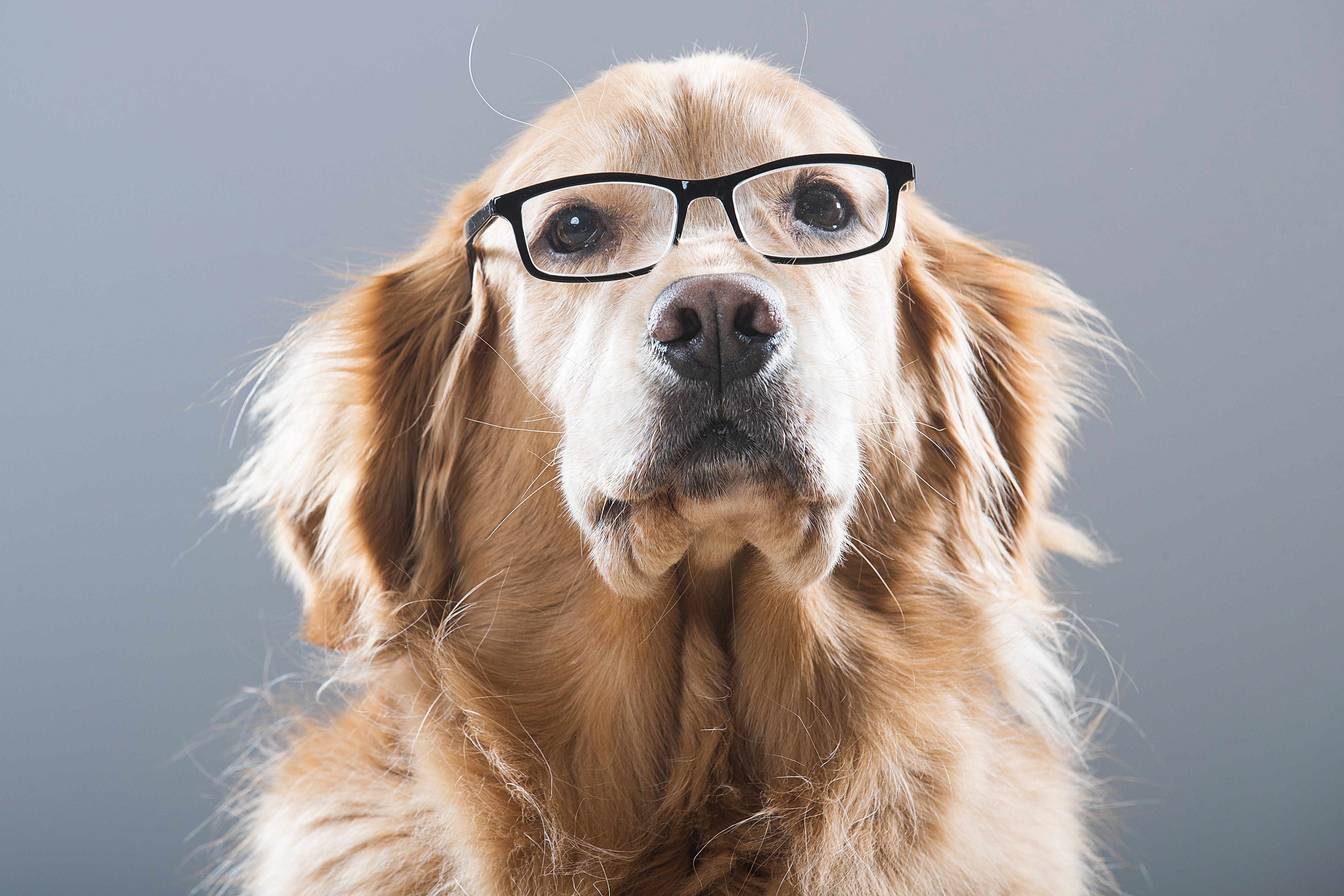 A dog wears glasses.