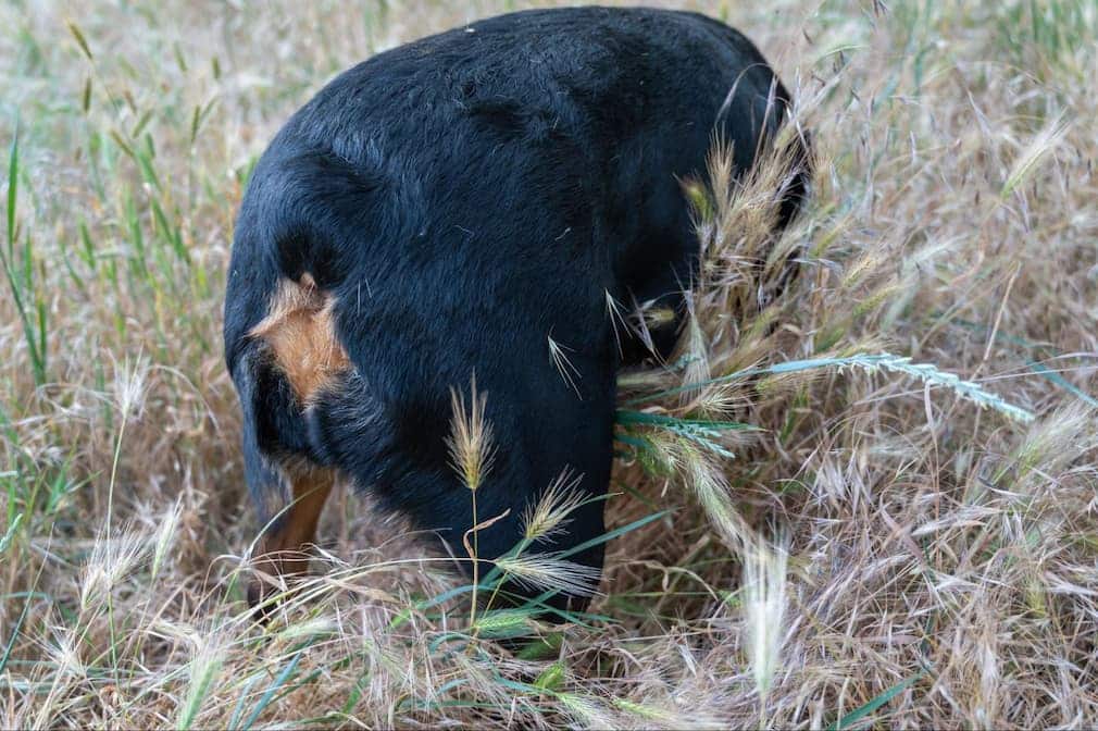 A dog explores while on a nature walk with his owner. The field is full of dangerous foxtails that can embed beneath the skin and wreak havoc in the body.