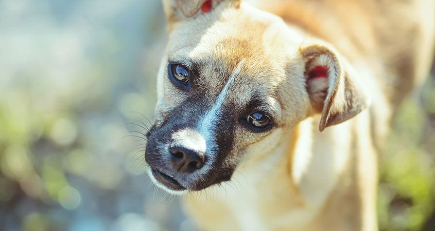 A dog looks up at his owner while on a walk.