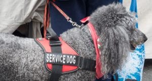 A service dog provides help for a disabled person.