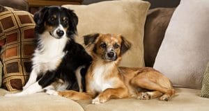 Two cute dogs snuggle on the couch.