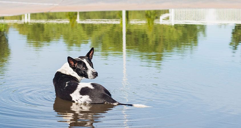 A dog waits to be rescued after a hurricane.