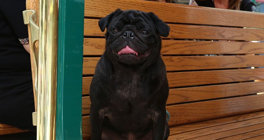 A black pug waits for his owner to go for a walk.