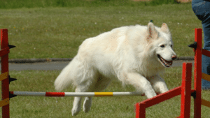 white german shepherd jumps obstacle