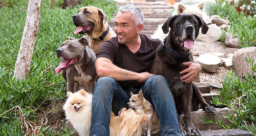 Cesar is surrounded by a lot of dogs.