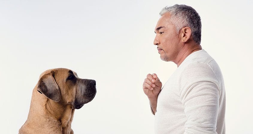 Cesar Millan trains a dog.