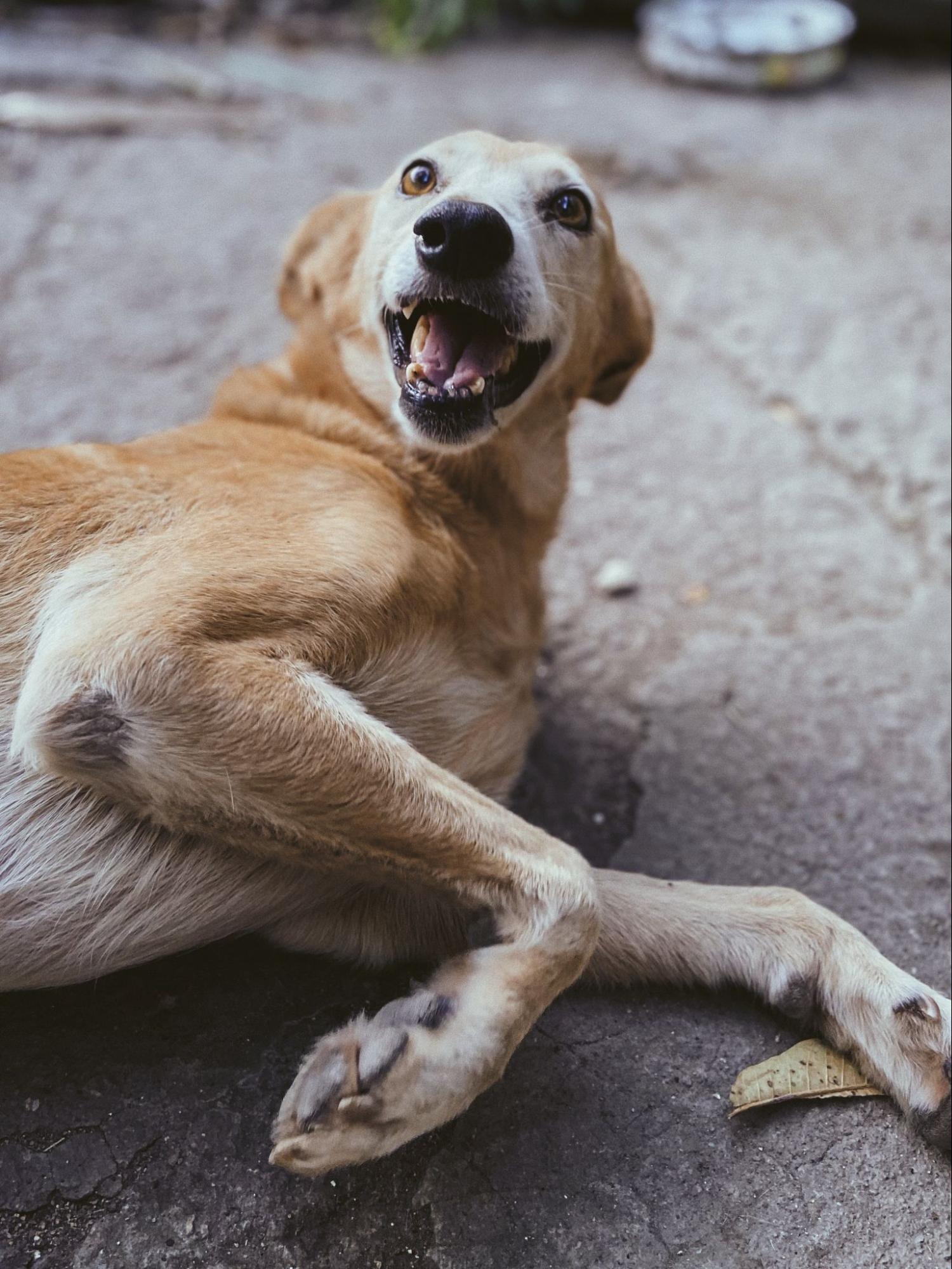 Dog enjoys beautiful fall day which can be tough on their allergies