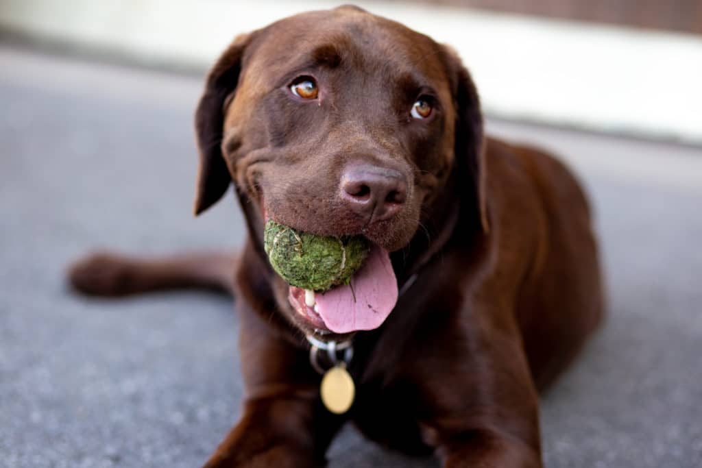 A dog chews on a ball waiting to play fetch.