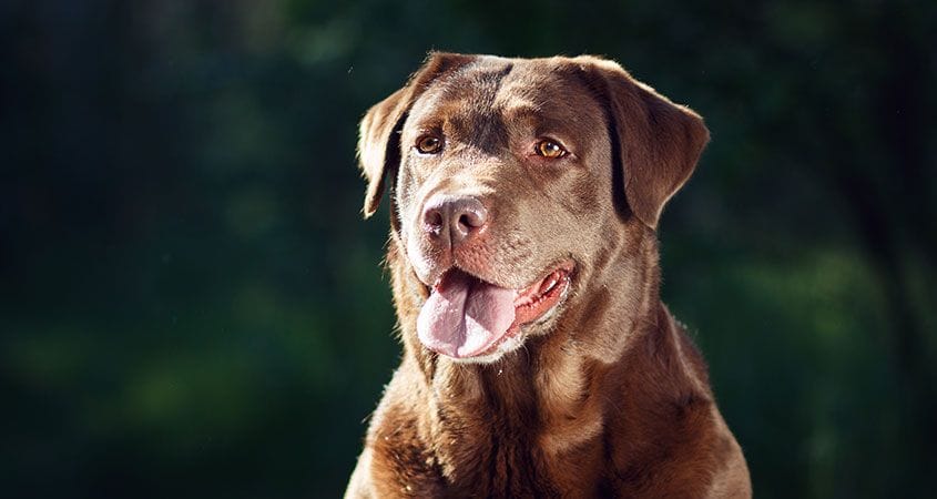 A dog takes a break after walking on a nice spring day.