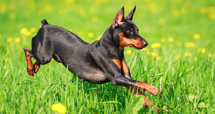 A dog runs outside on a nice summer day