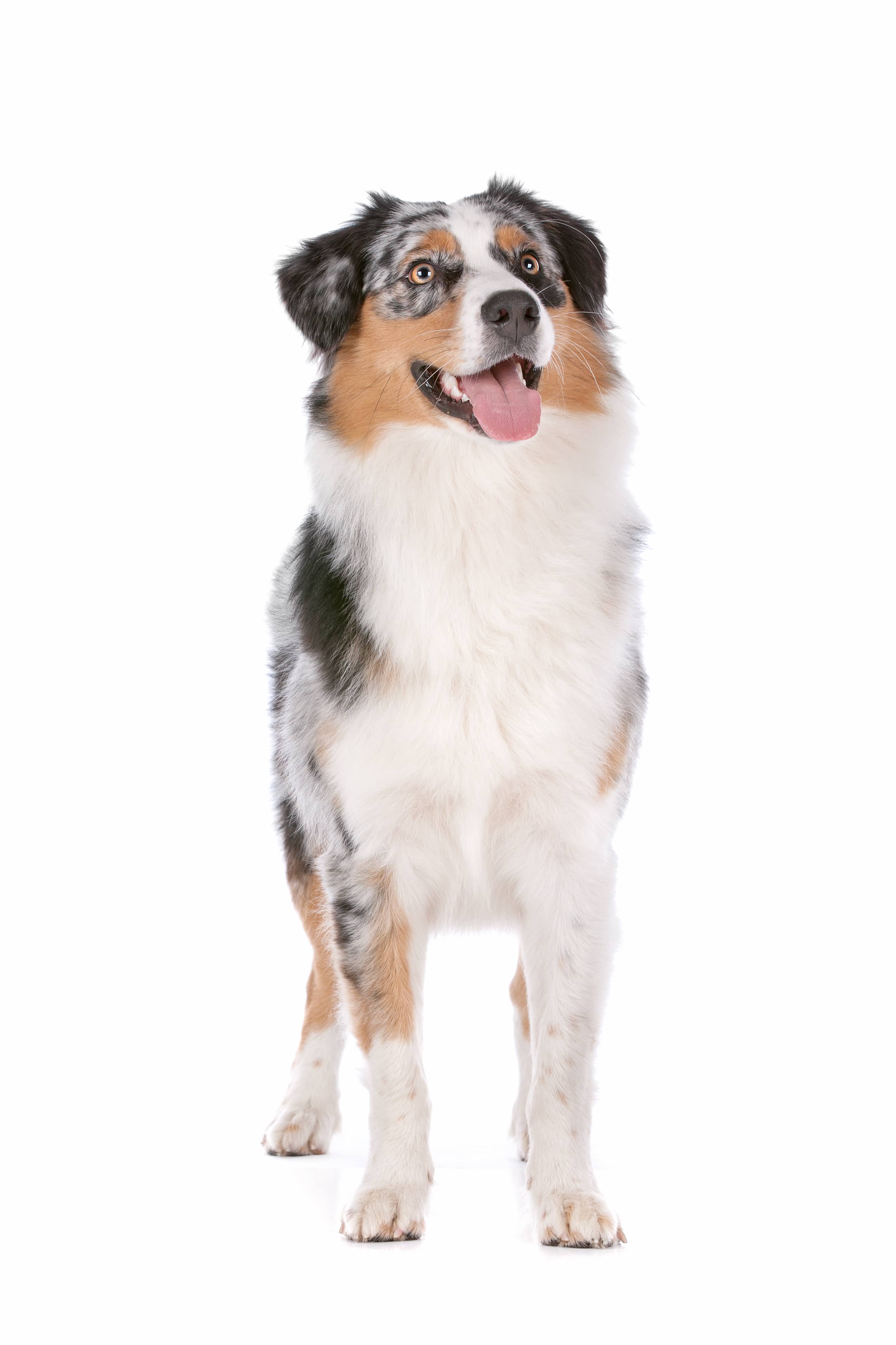 Australian shepherd in front of a white background