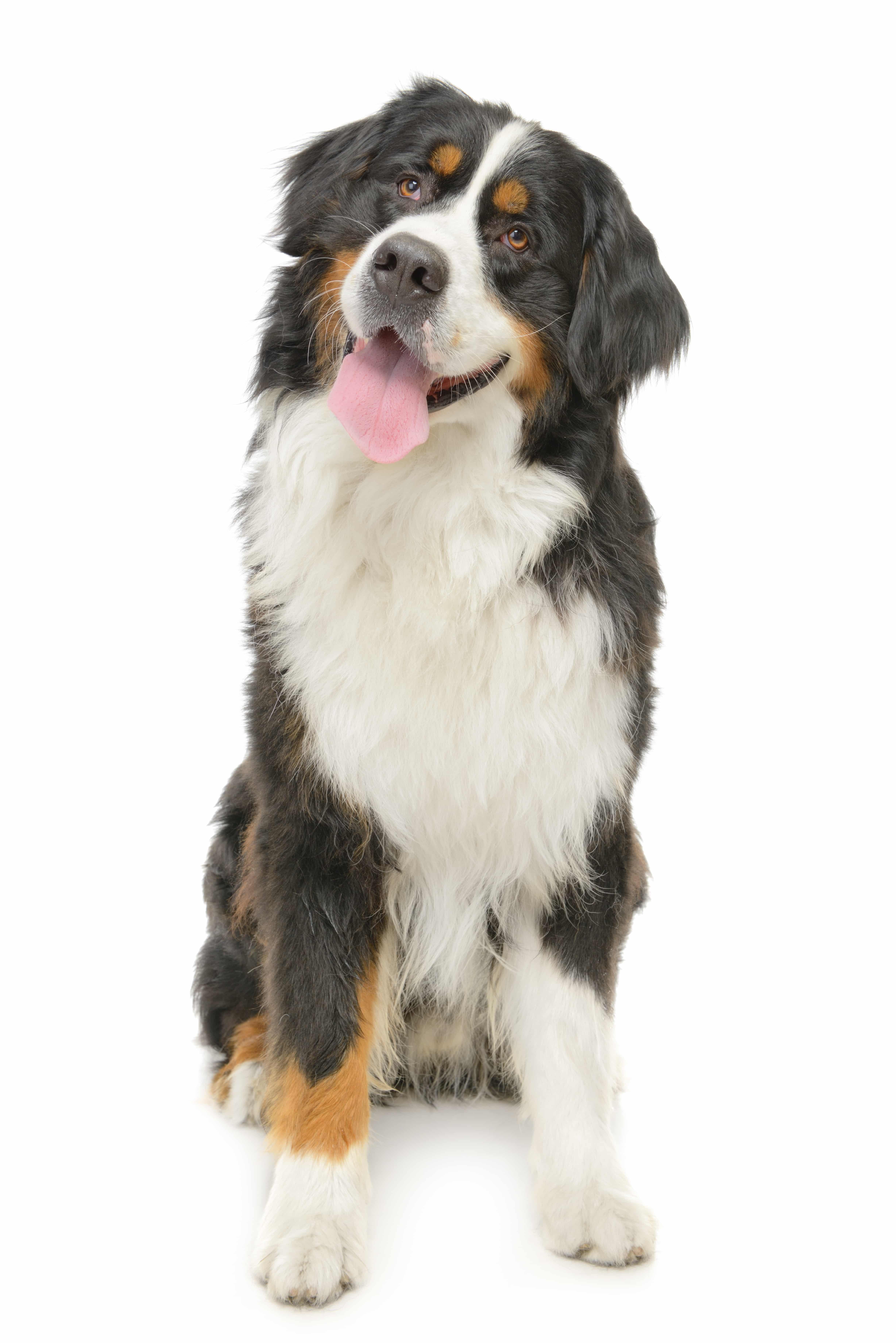 Bernese Mountain Dog on a white background