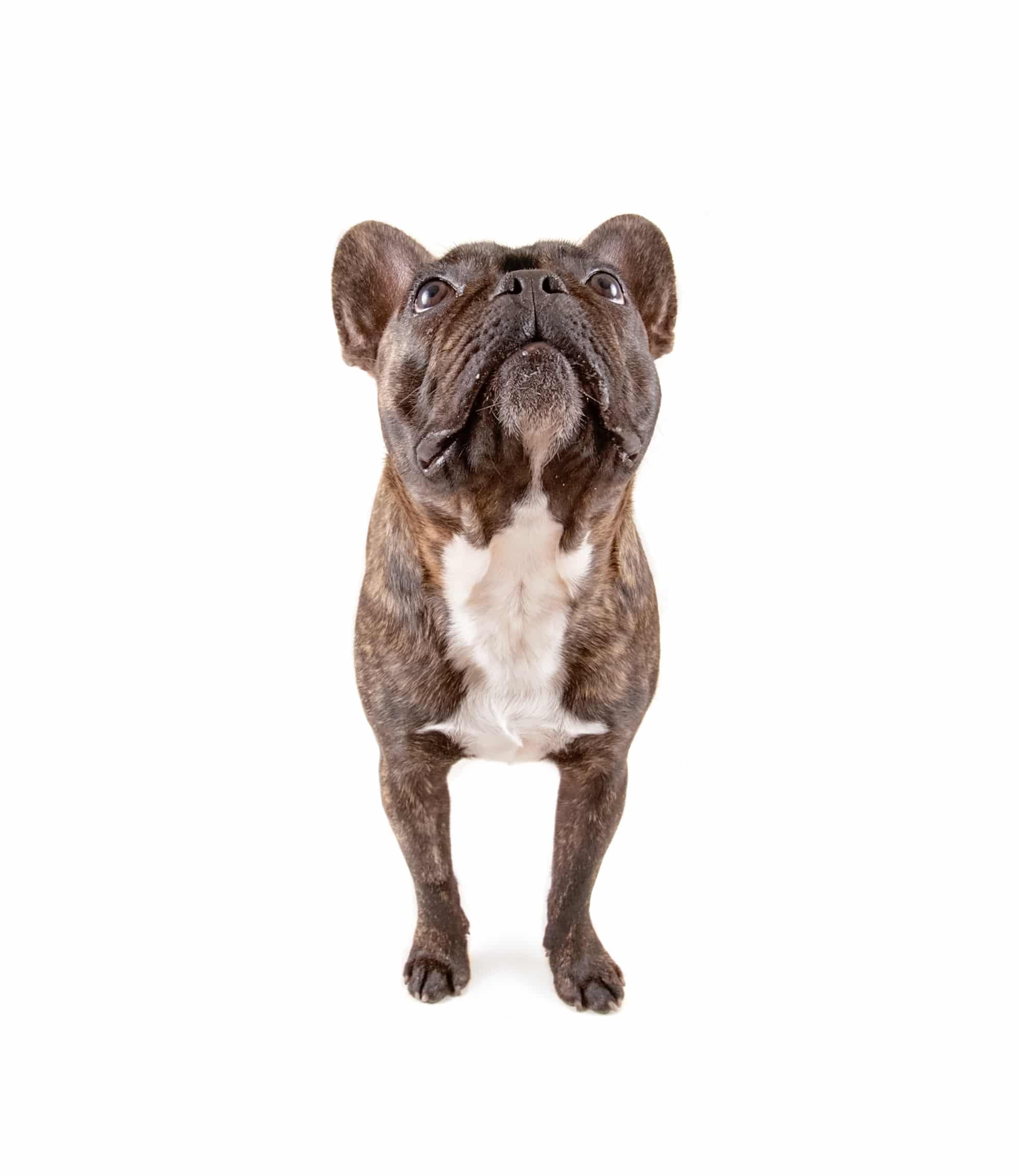 top view of a french bulldog isolated on a white background looking up at the camera