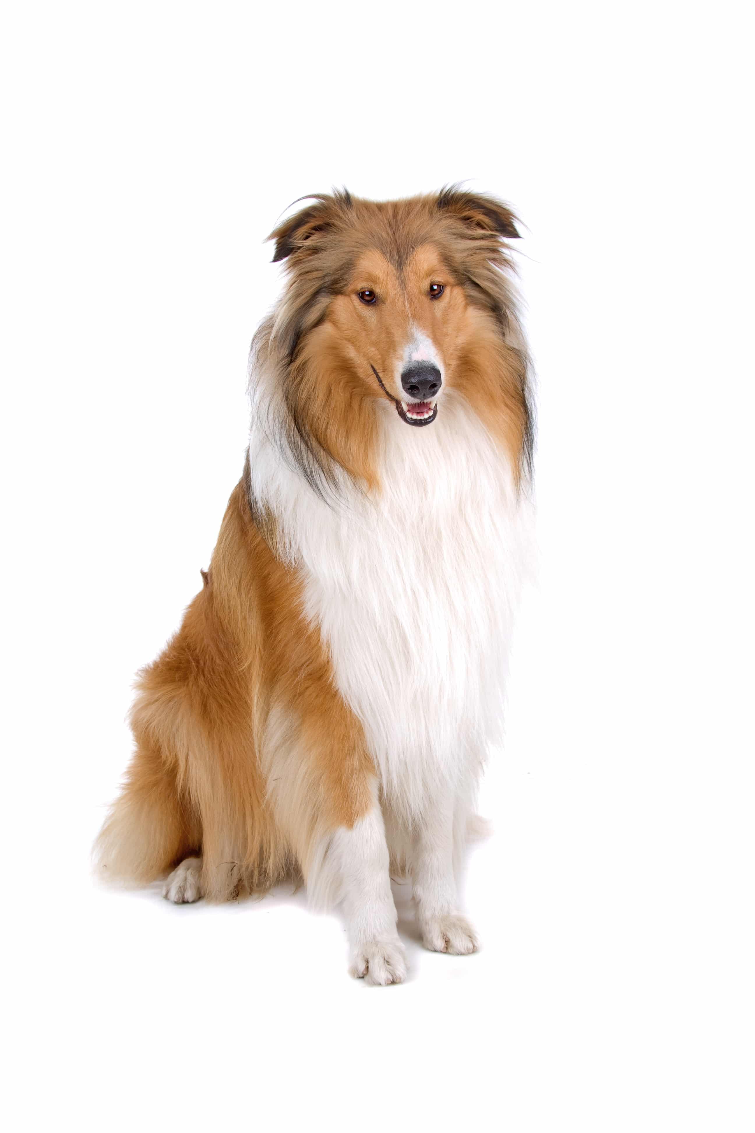 rough collie - scottish shepherd (lassie)