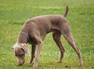 black lab sniffing ground