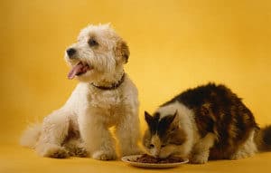 dog and cat eating