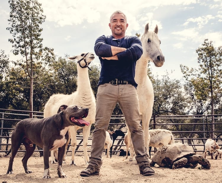 Cesar Millan with Pack