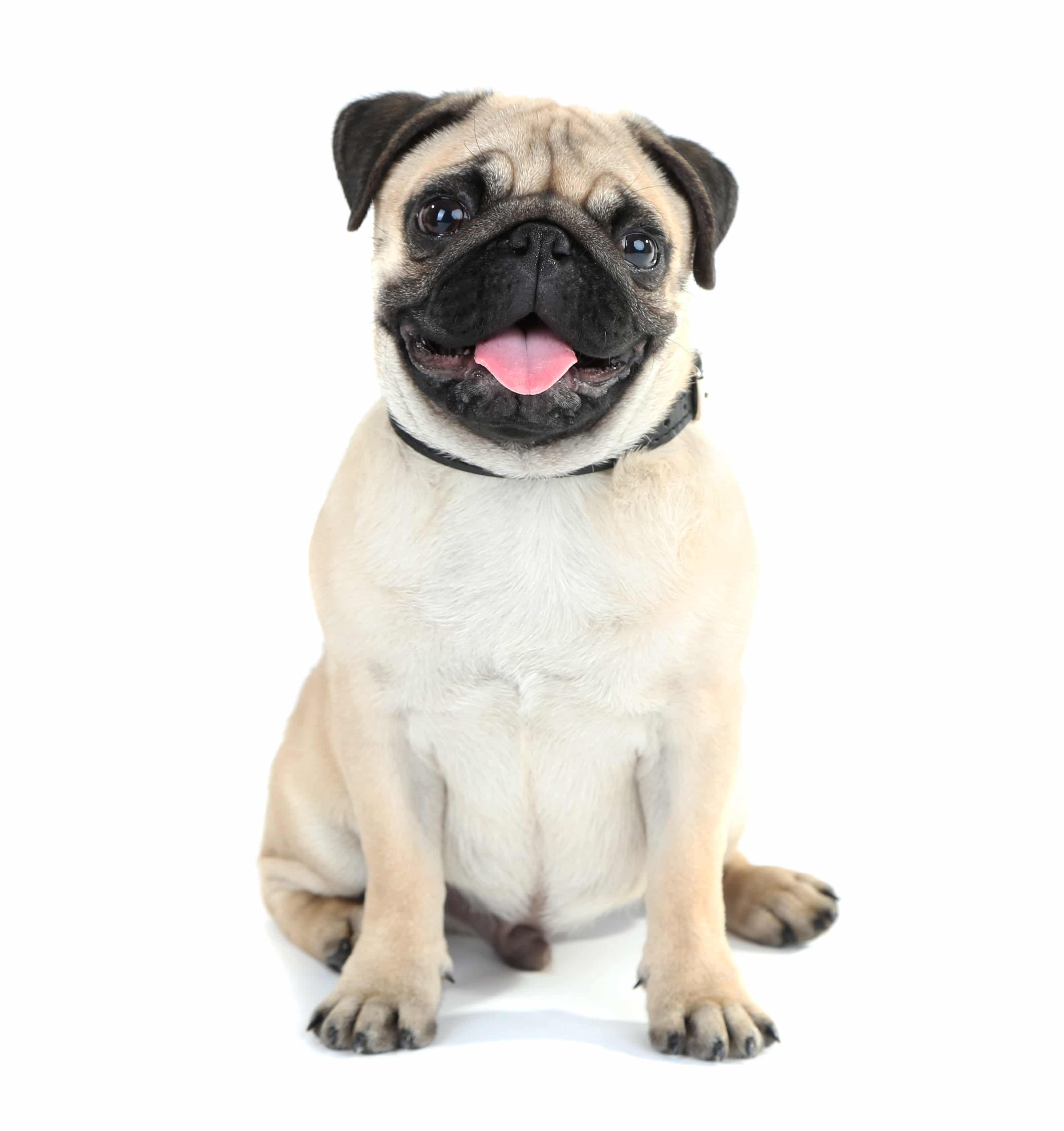 Funny, cute and playful pug dog isolated on white