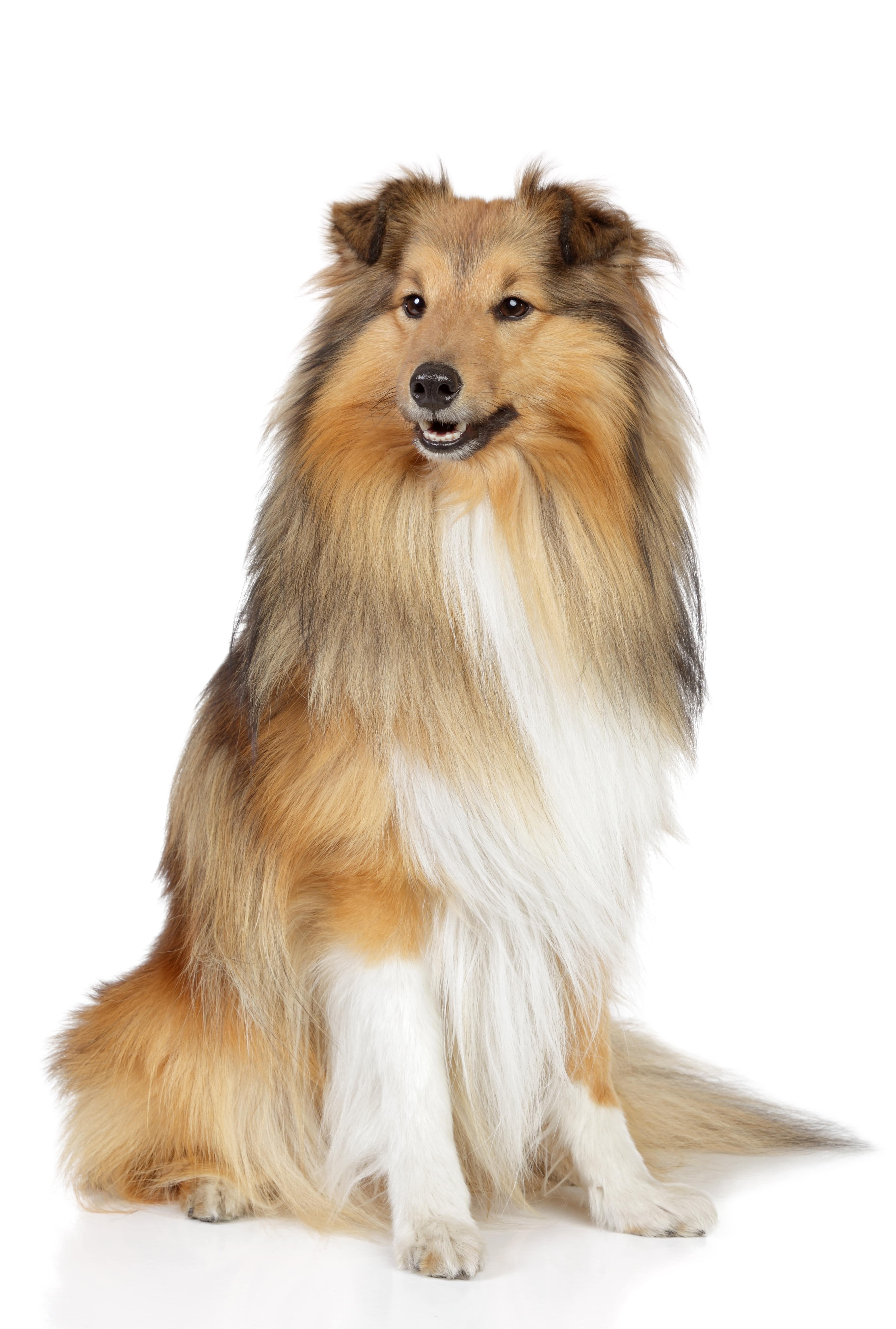 Shetland sheepdog. Sheltie sits on a white background