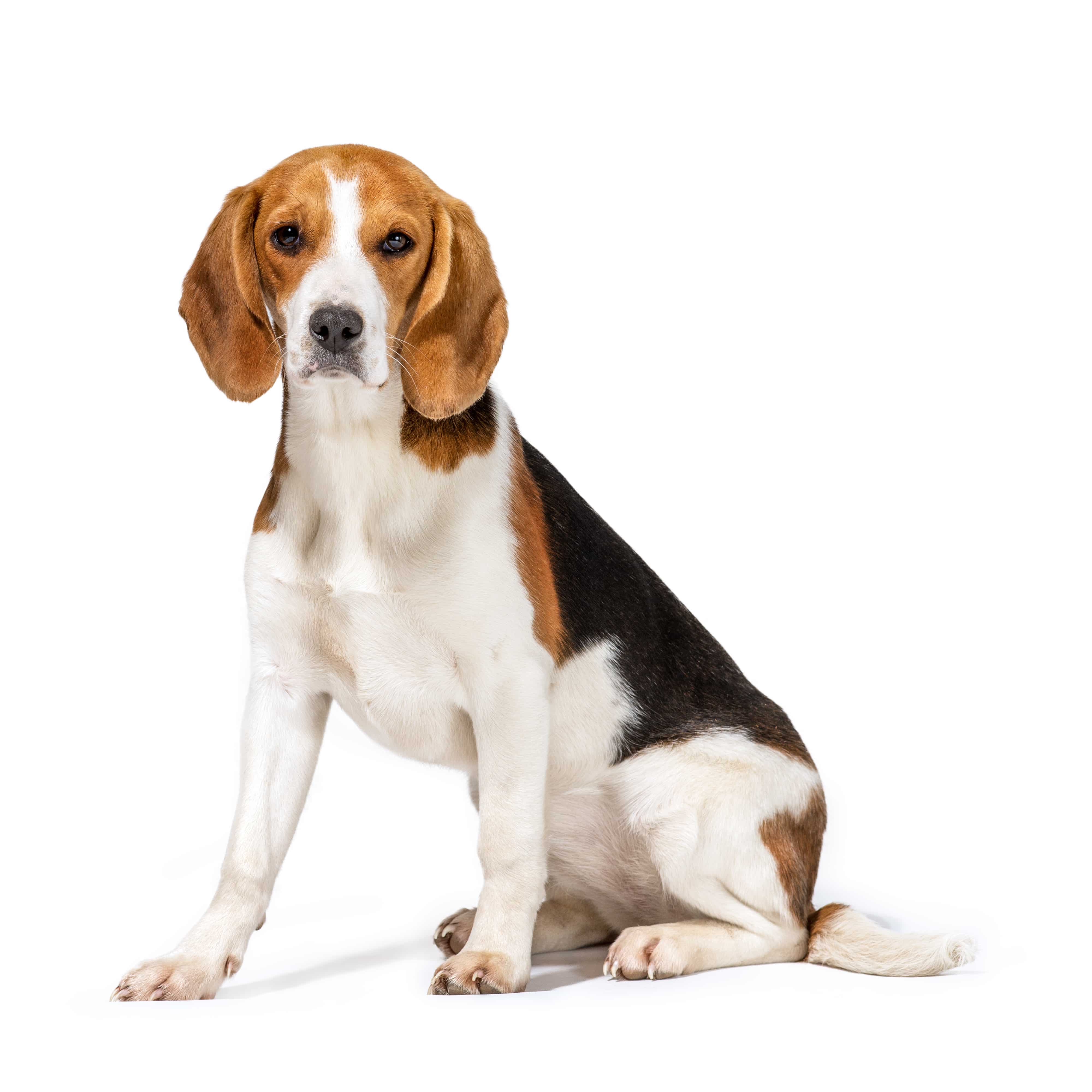 Beagle dog