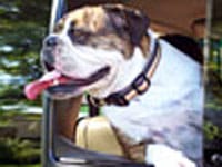 Dog Whisperer Season 3 Pug