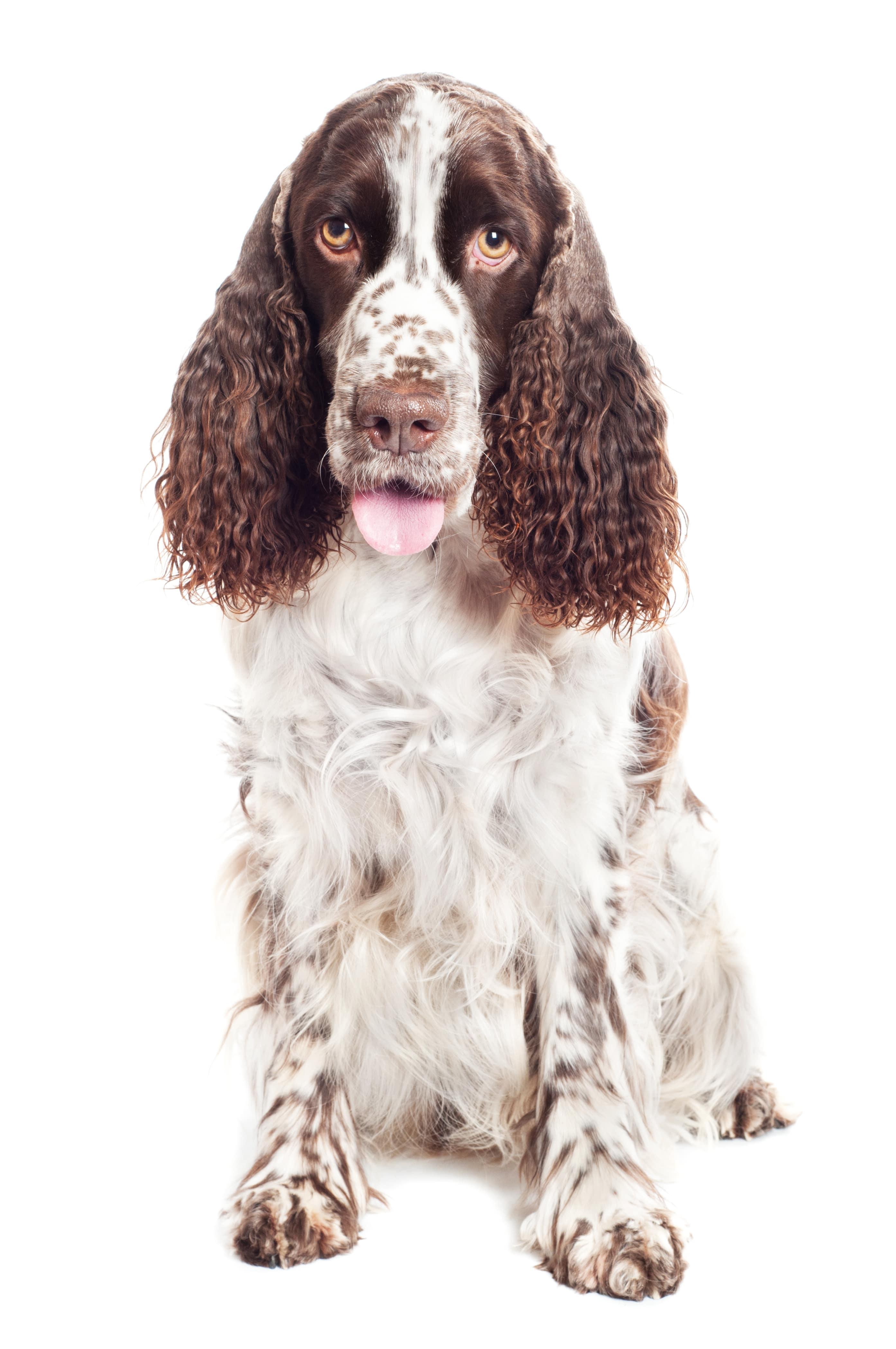 springer  spaniel dog portrait