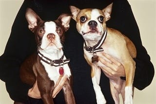 two playful puppies pose for a picture.