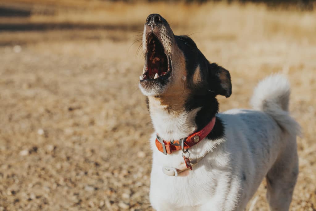 A dog whines because he is hurt