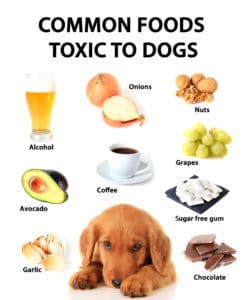 what foods are toxic to dogs