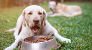 a dog enjoys a meal outside