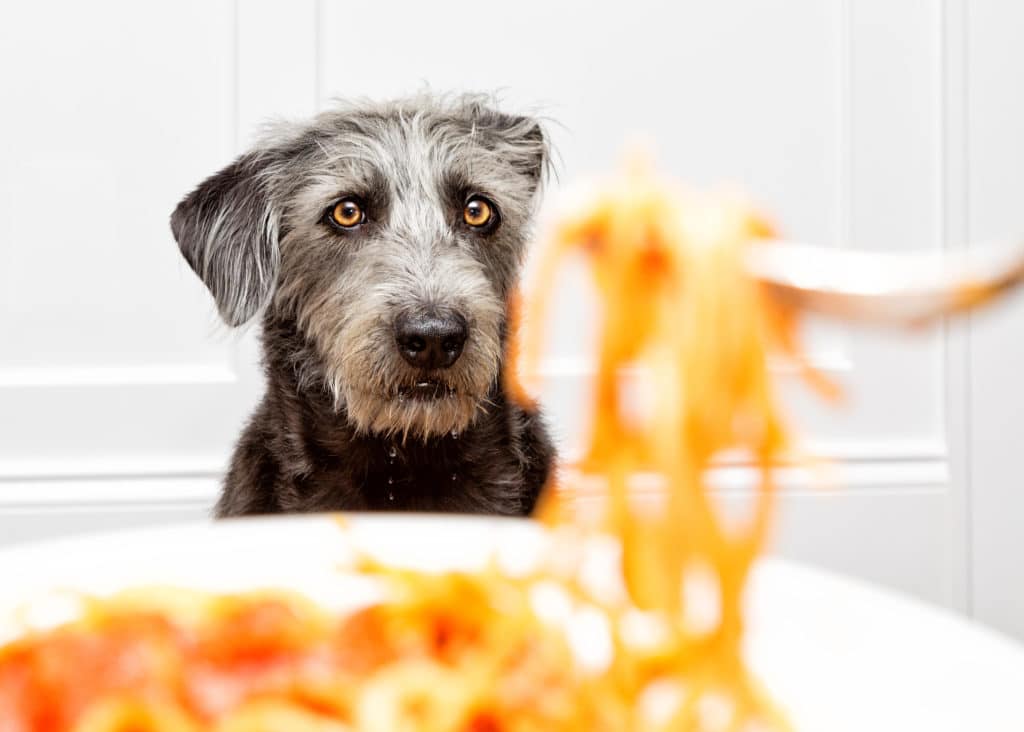 A dog sits staring at his human eating