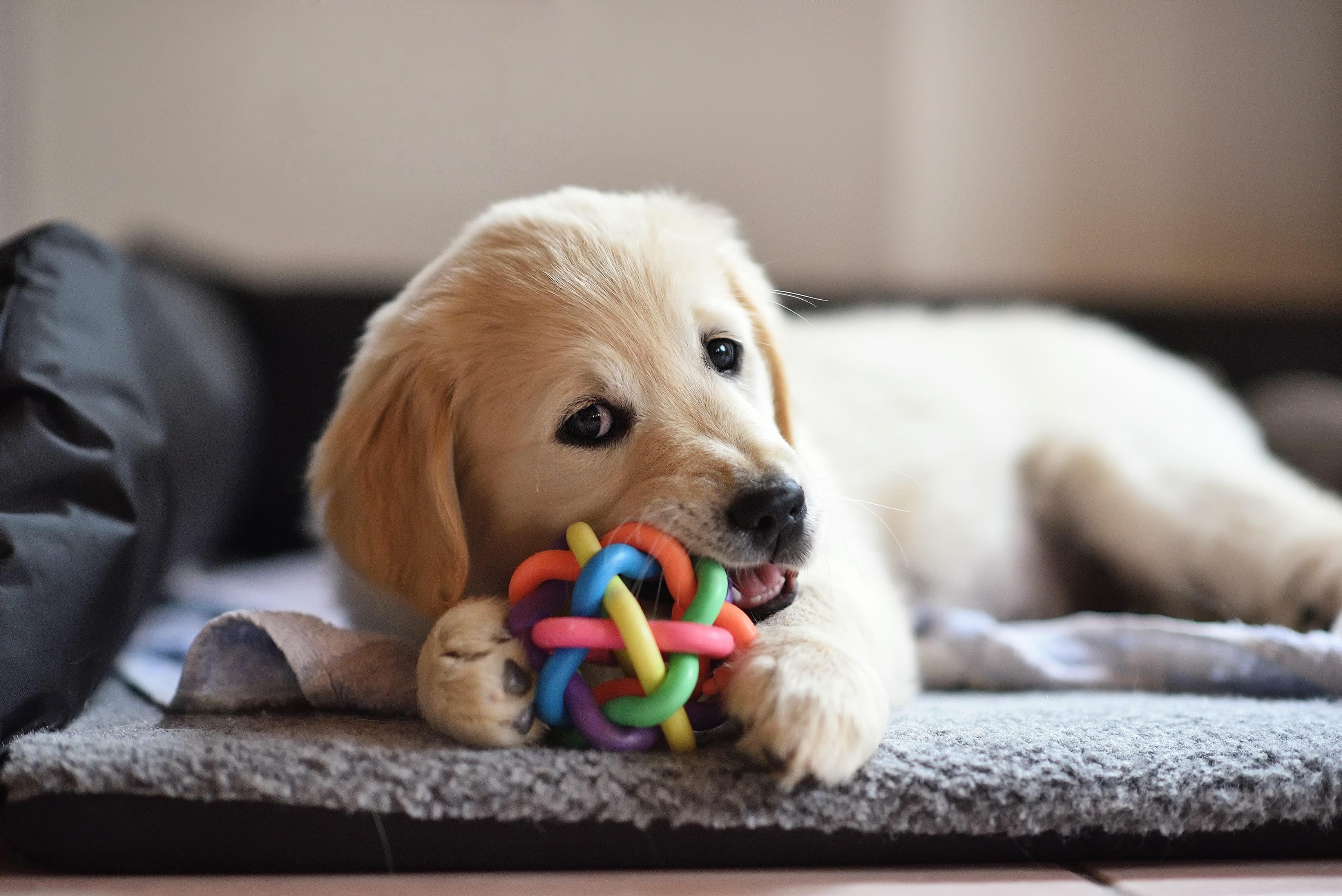 a puppy chews on his favorite toy